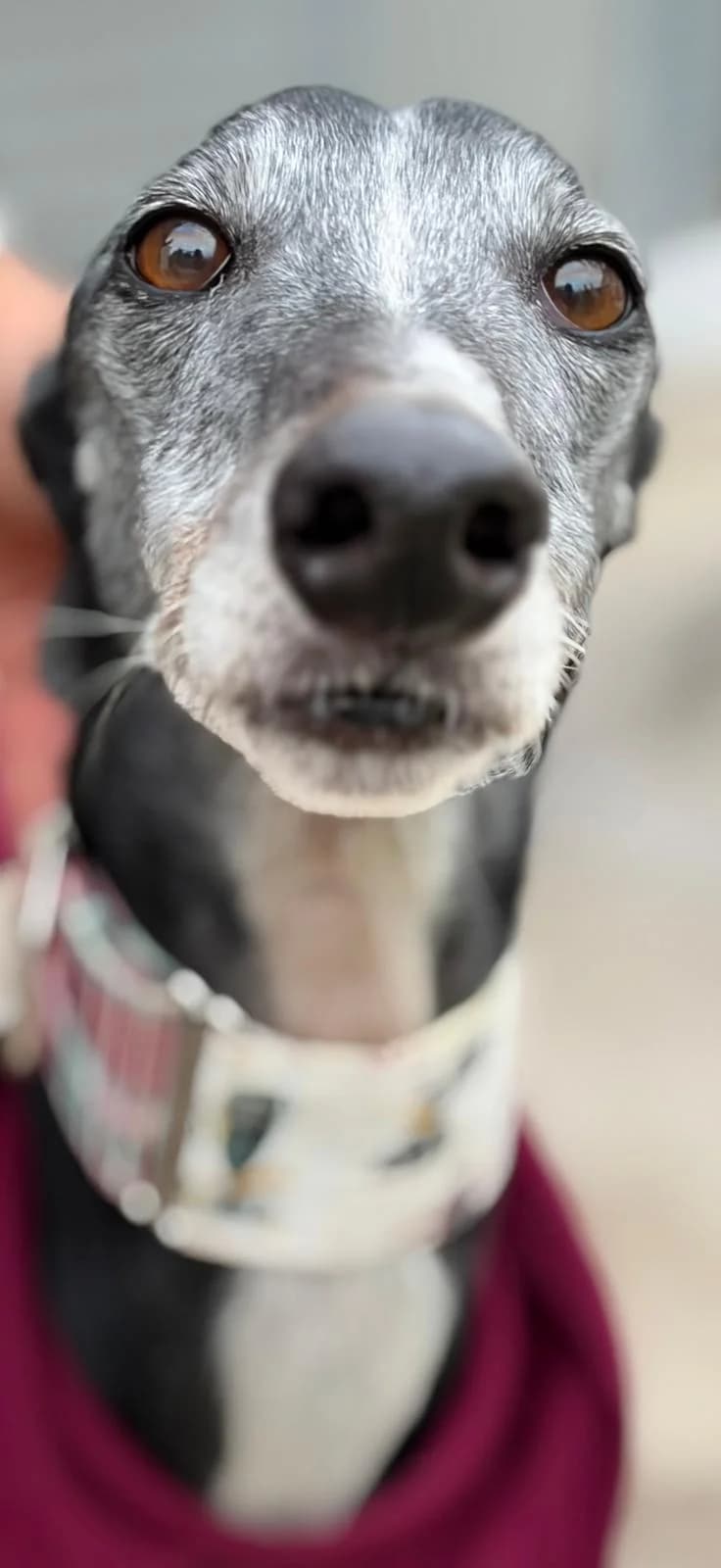 Cicatriz, female Galgo Español for adoption at Barcelona), Sos Galgos