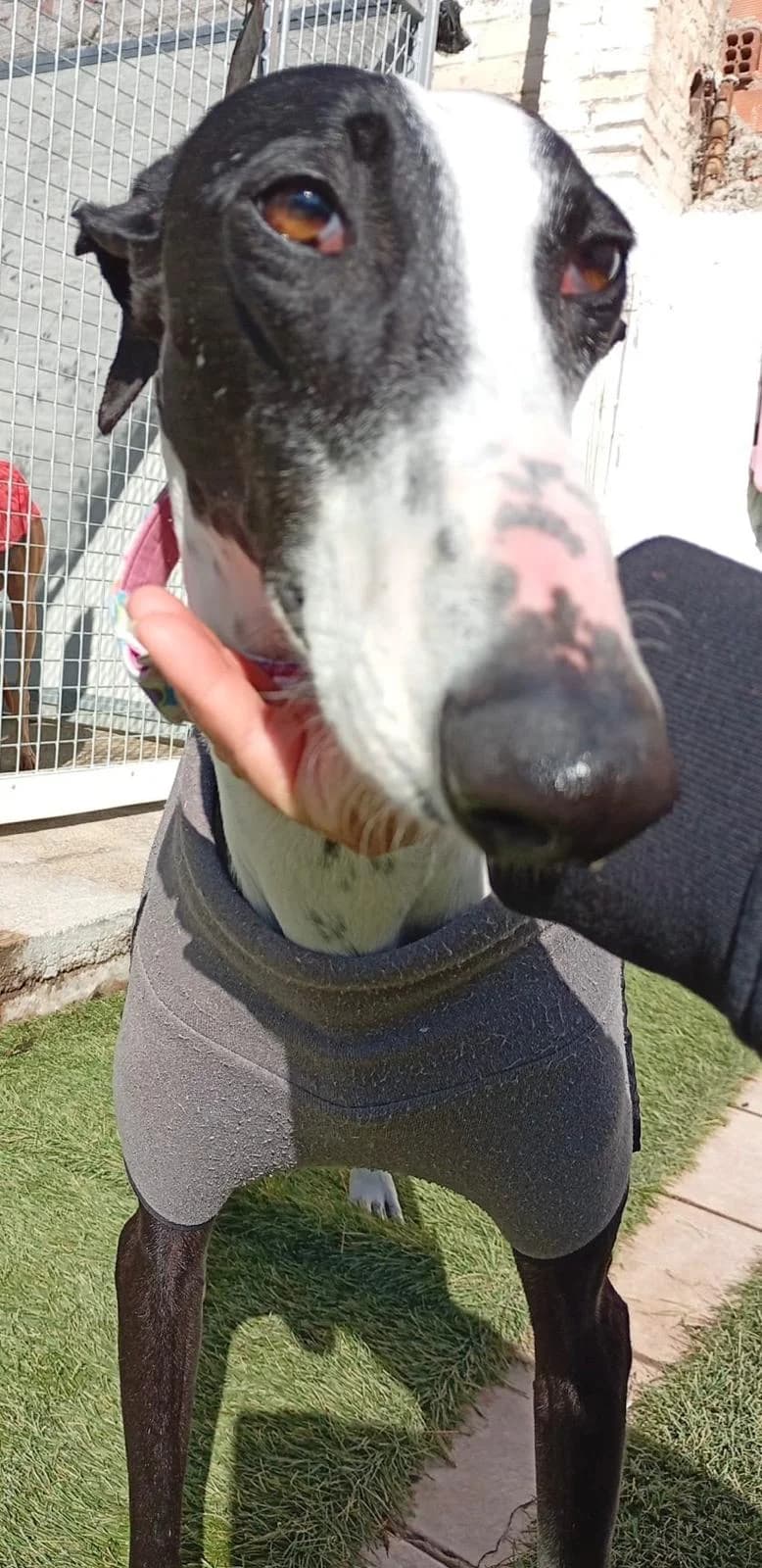 GitanaII, female Galgo Español for adoption at Barcelona), Sos Galgos