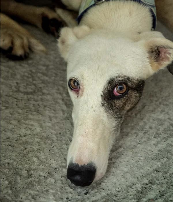 Golondrina, female Galgo Español for adoption at Barcelona), Sos Galgos