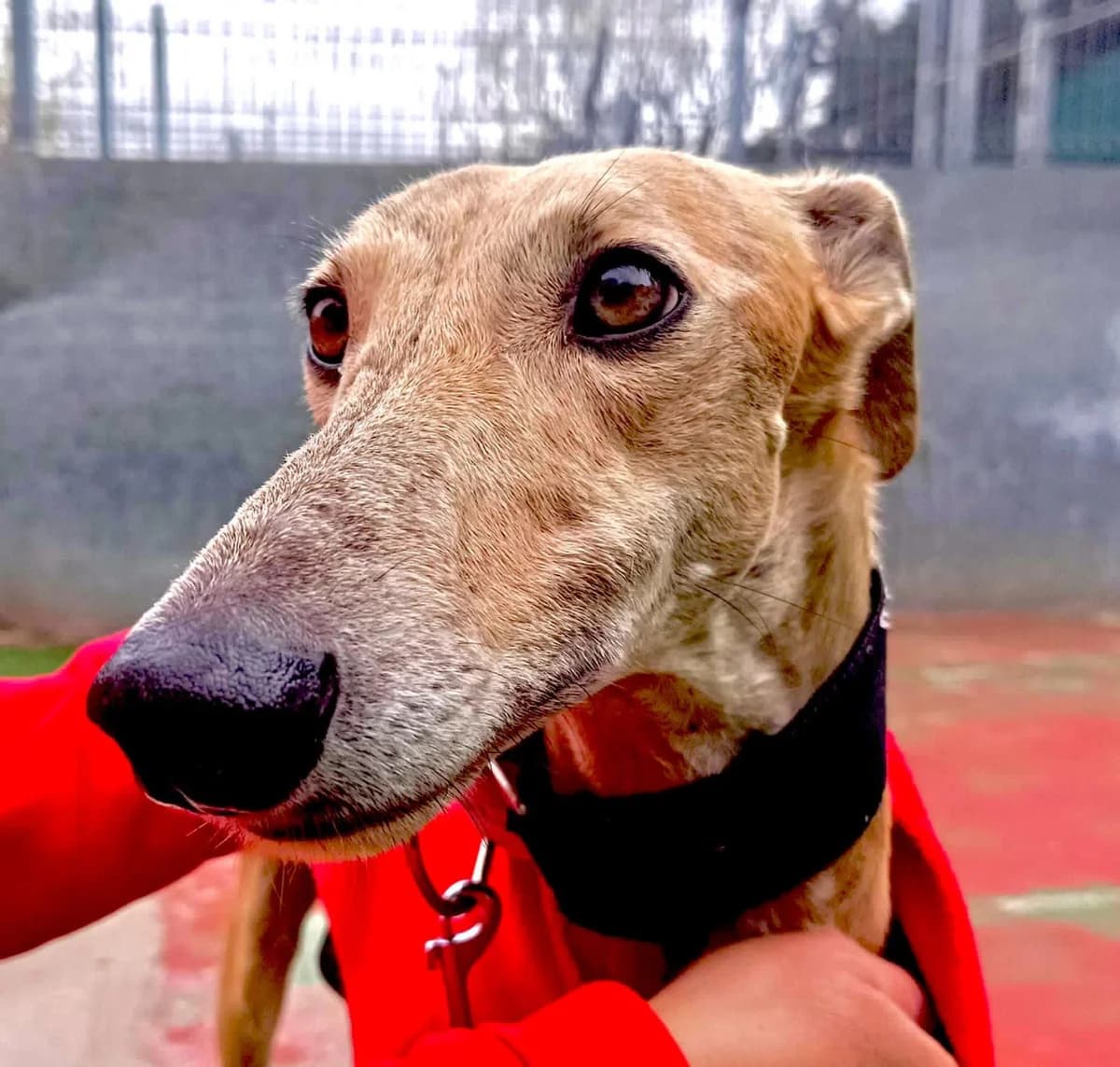 Gominola, female Galgo Español for adoption at Barcelona), Sos Galgos