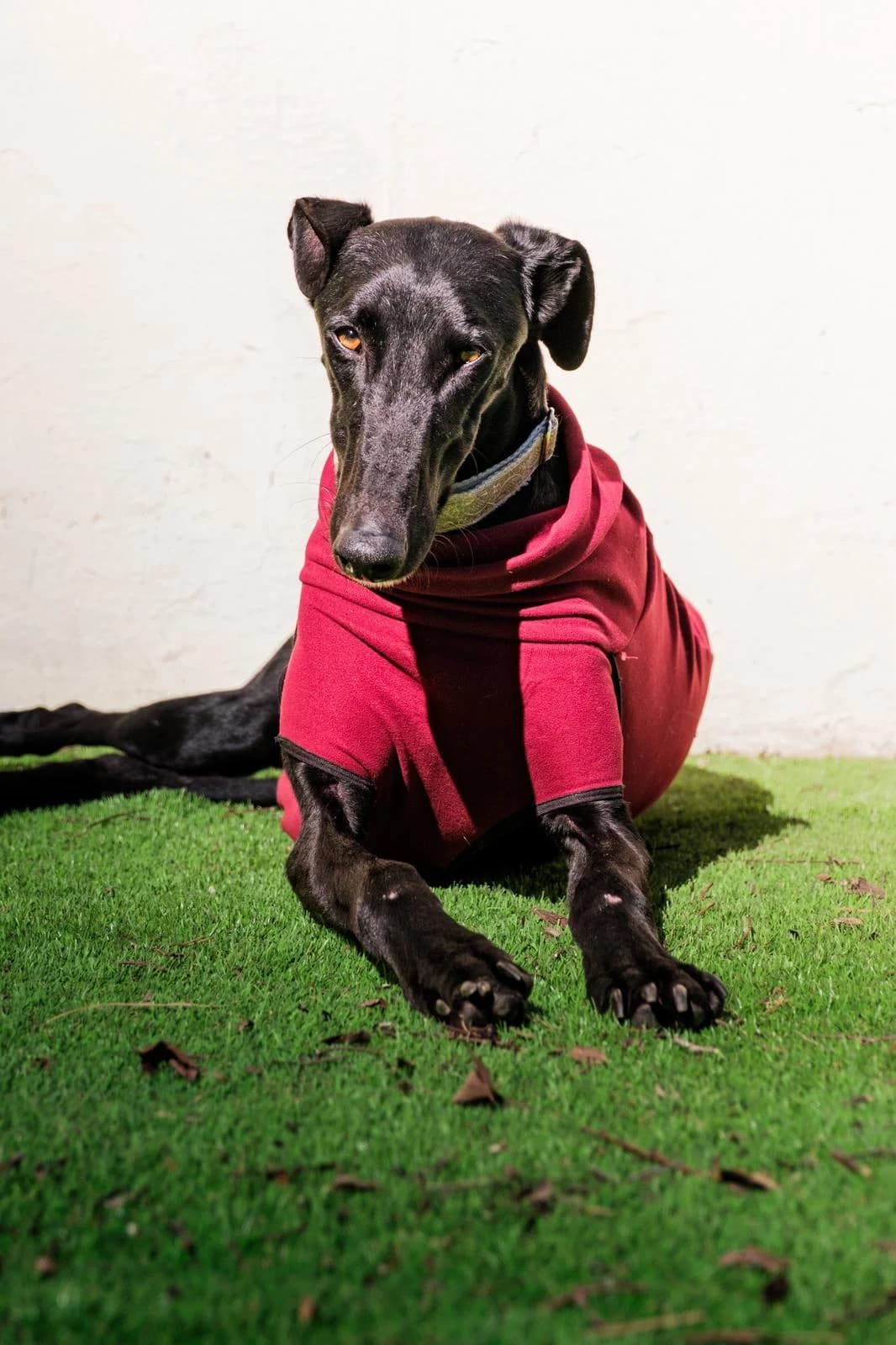 Guindillo, male Galgo Español for adoption at Barcelona), Sos Galgos