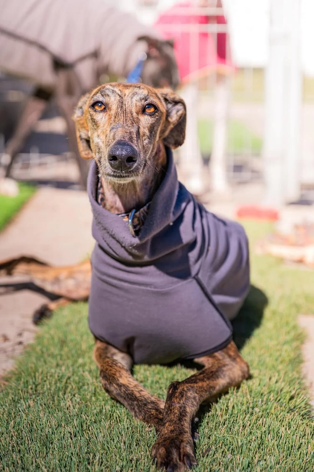 Kenia1, female Galgo Español for adoption at Barcelona), Sos Galgos