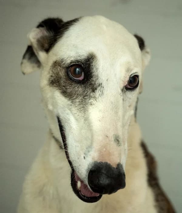 Mesteño, male Galgo Español for adoption at Barcelona), Sos Galgos