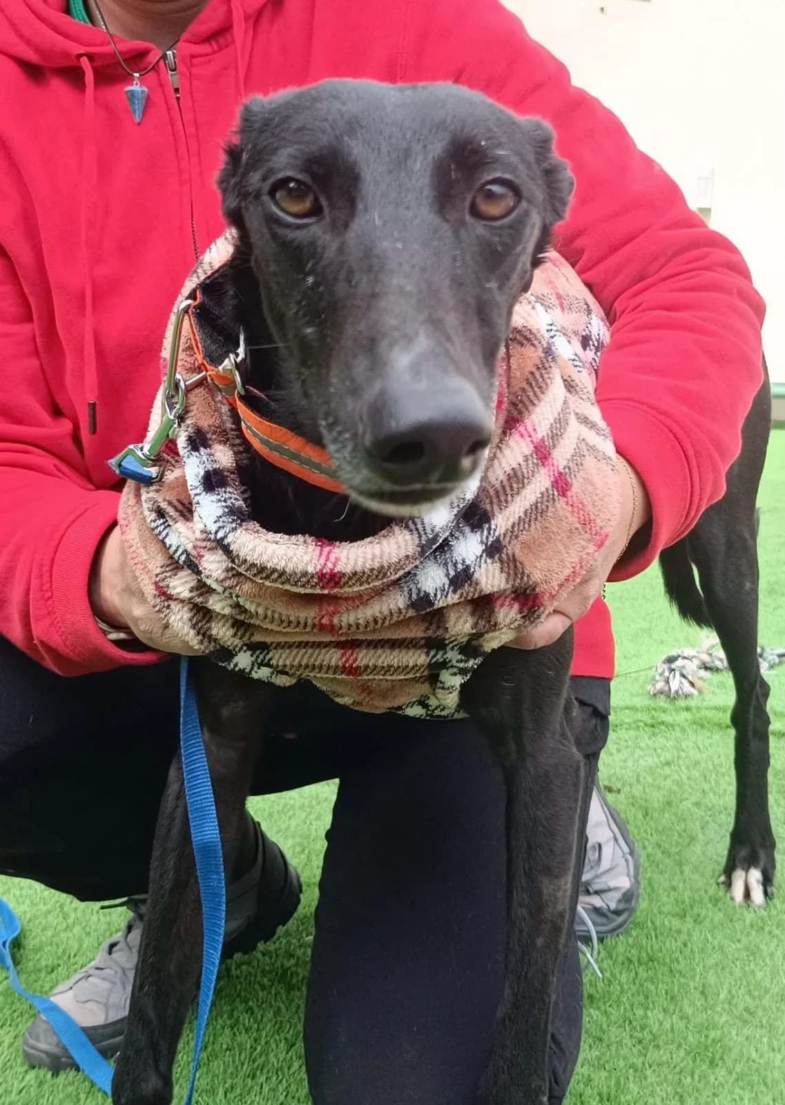 Moranta, female Galgo Español for adoption at Barcelona), Sos Galgos