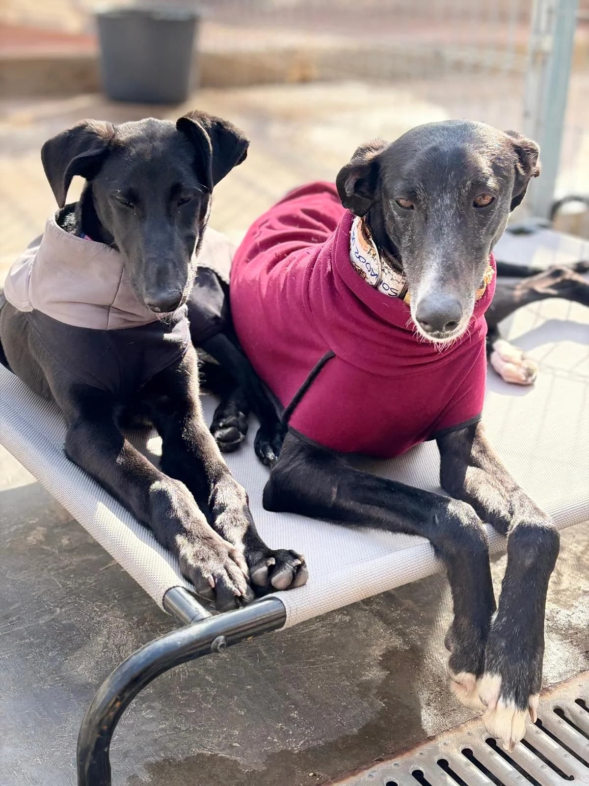 Olivia, female Galgo Español for adoption at Barcelona), Sos Galgos