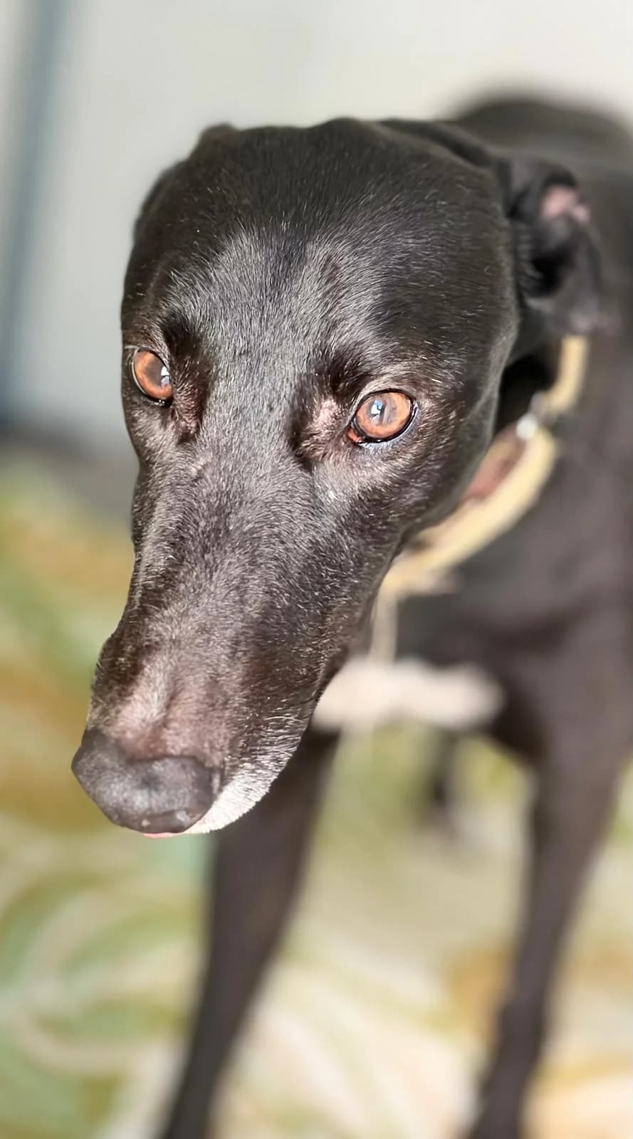 Stevie, male Galgo Español for adoption at Barcelona), Sos Galgos