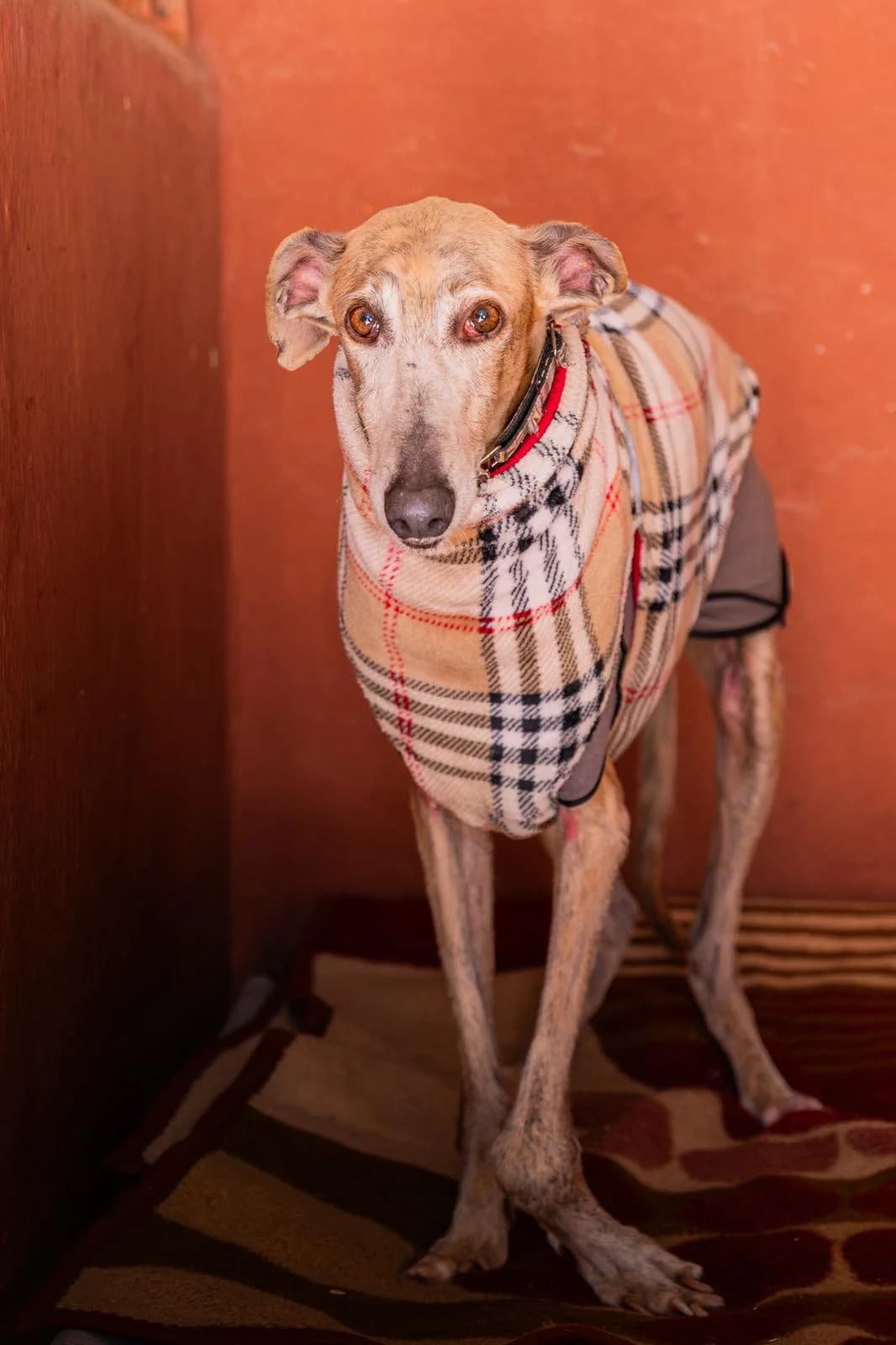 Turron, male Galgo Español for adoption at Barcelona), Sos Galgos
