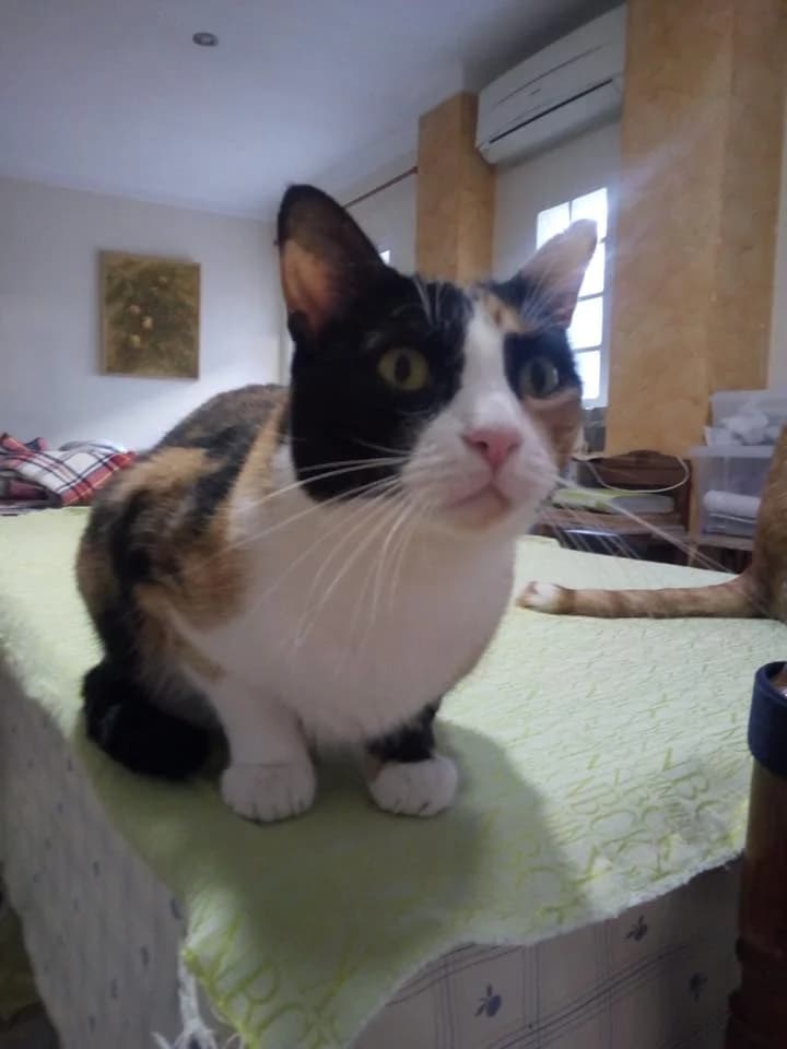 Ariel, female Mixed Breed for adoption at S.O.S Gatos Murcia