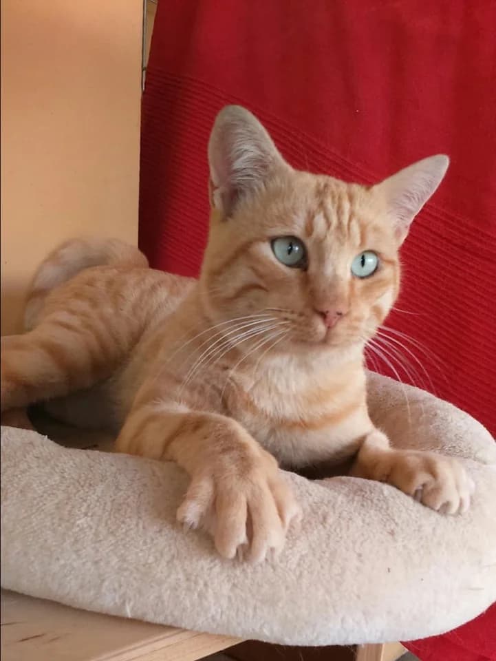 Freddy Mercury, male Mixed Breed for adoption at S.O.S Gatos Murcia