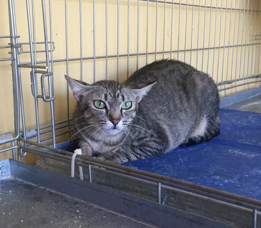 Sabina, female Mixed Breed for adoption at S.O.S Gatos Murcia