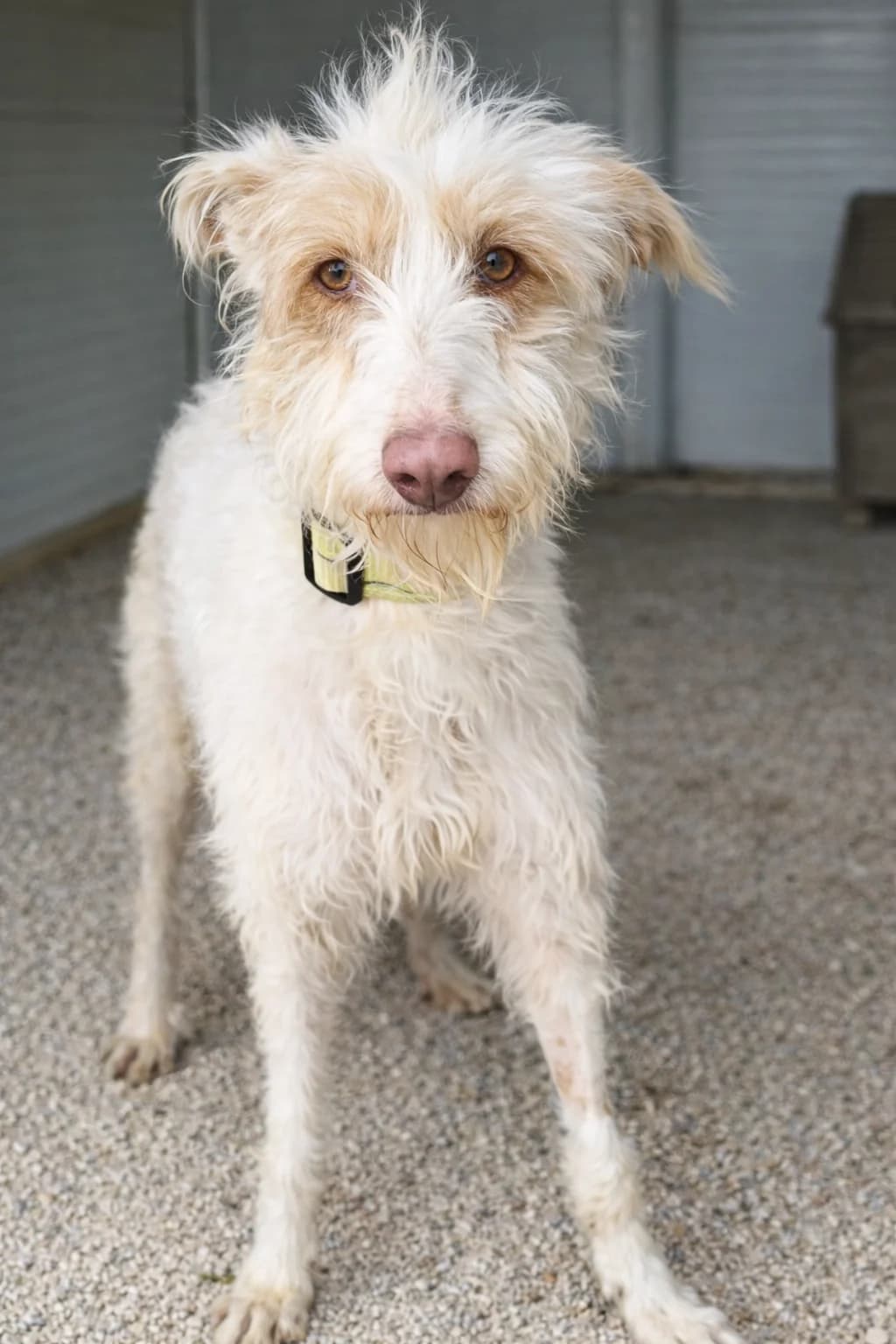 Brandy, Podenco for adoption at SOS Podenco Rescue