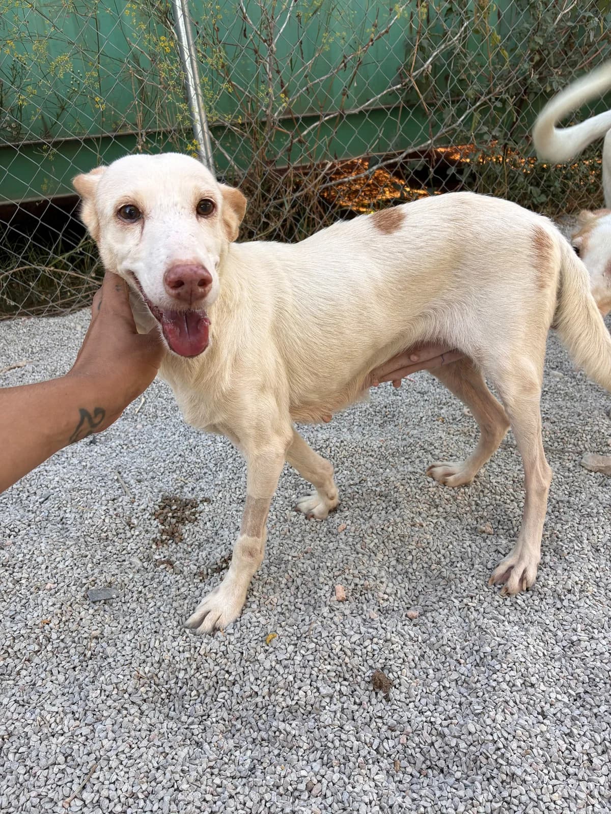 Paloma, Podenco for adoption at SOS Podenco Rescue