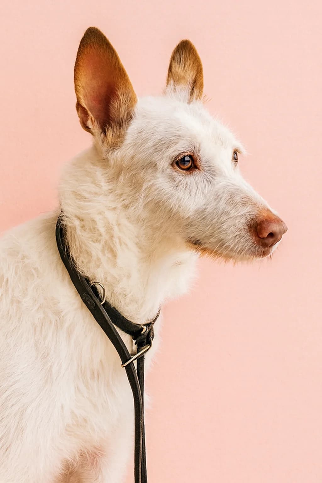 Tronc, Podenco for adoption at SOS Podenco Rescue