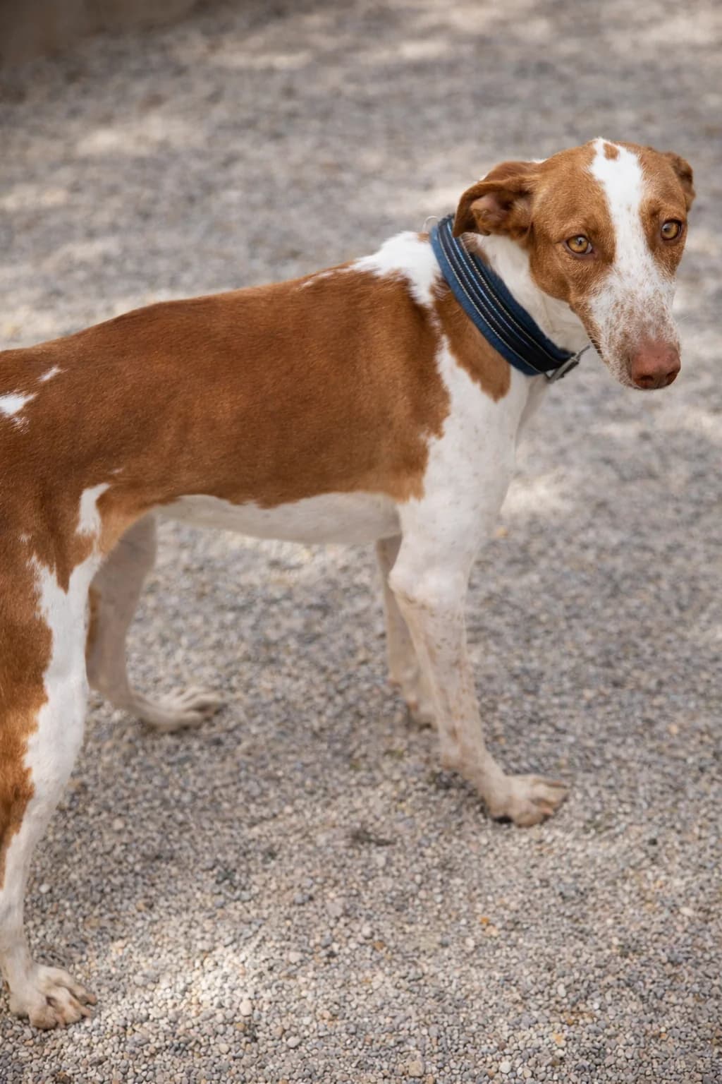 Tessa, Podenco for adoption at SOS Podenco Rescue