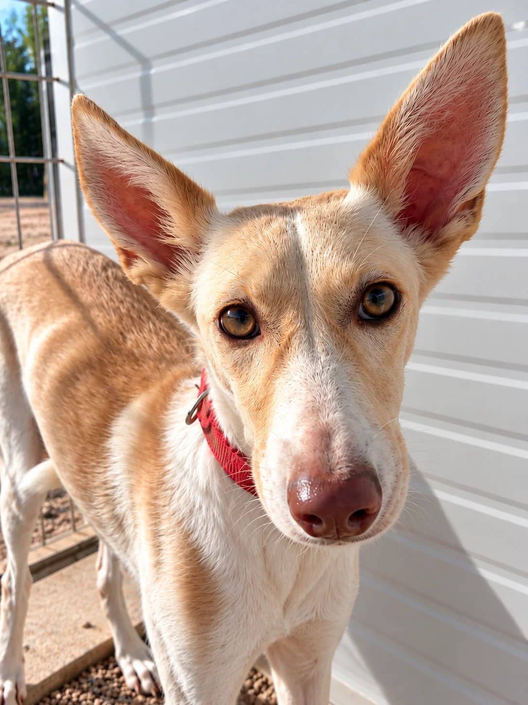 Nela, Podenco for adoption at SOS Podenco Rescue