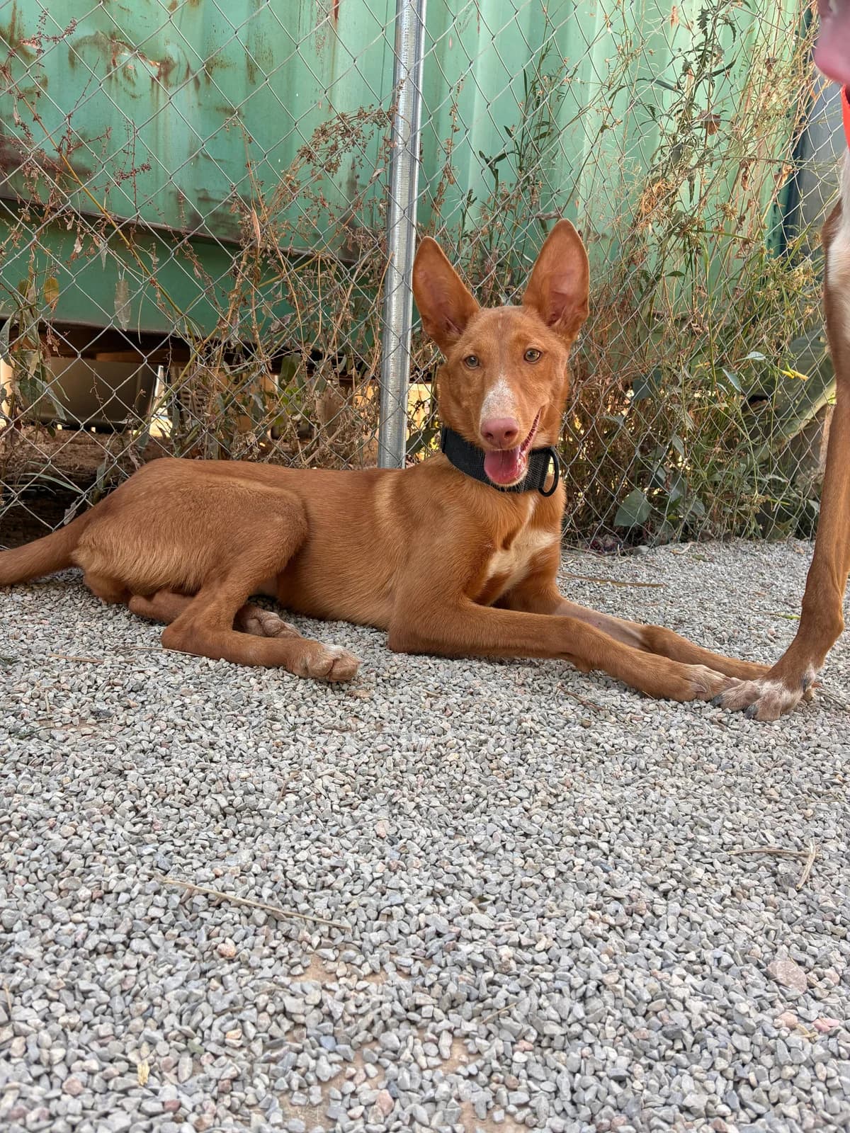 Kaia, Podenco for adoption at SOS Podenco Rescue