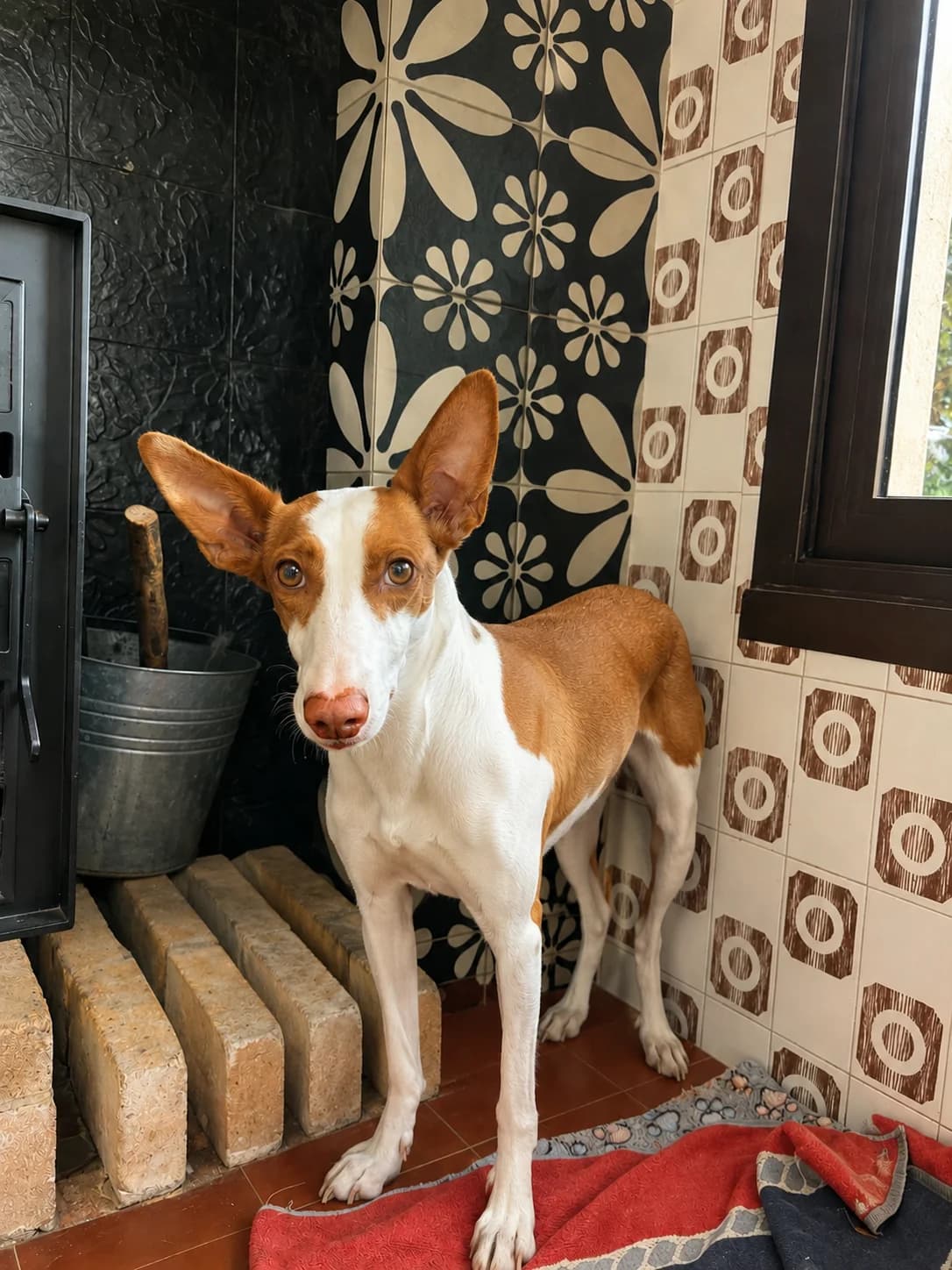 Shiu, Podenco for adoption at SOS Podenco Rescue