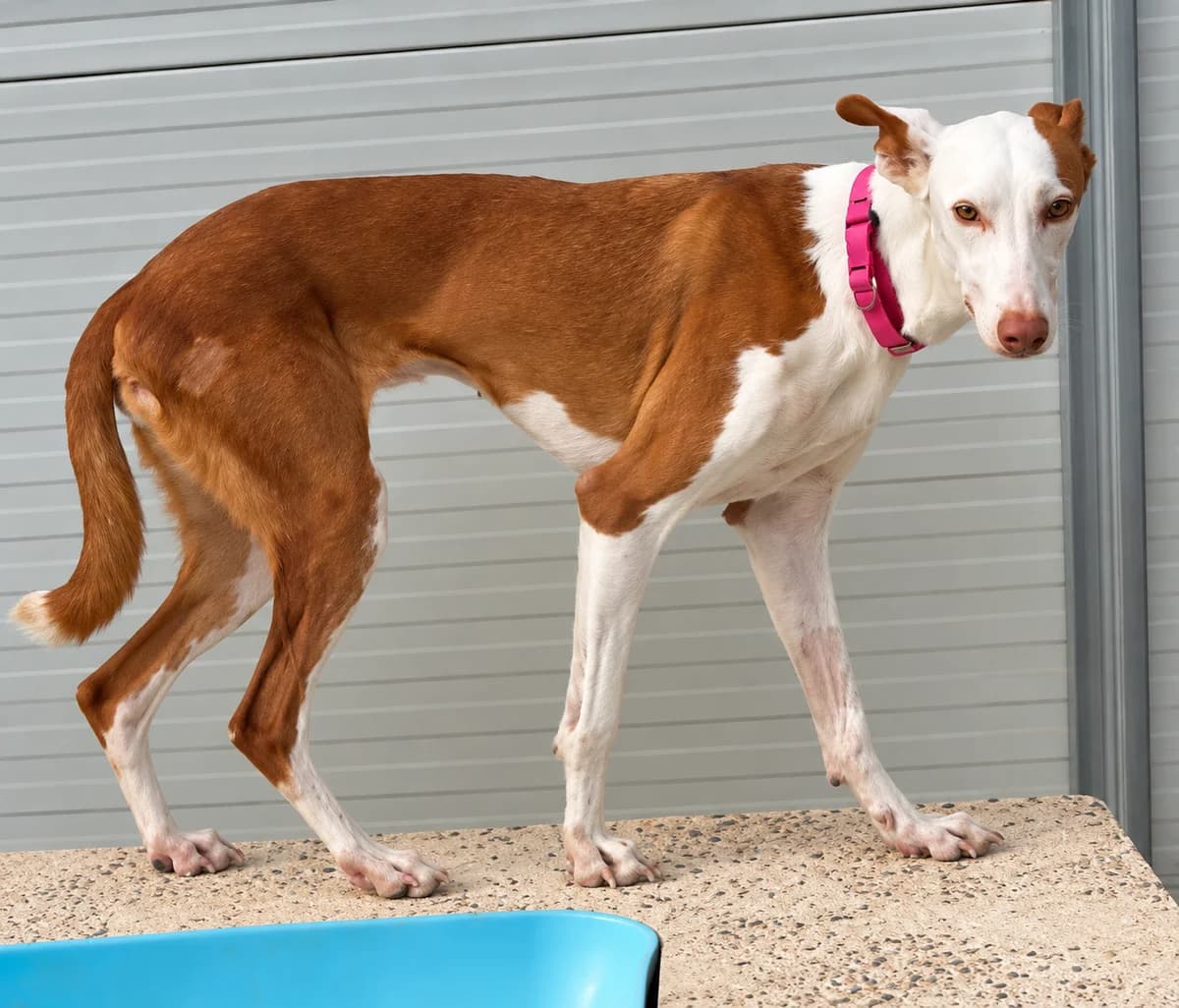 Chloe, Podenco for adoption at SOS Podenco Rescue