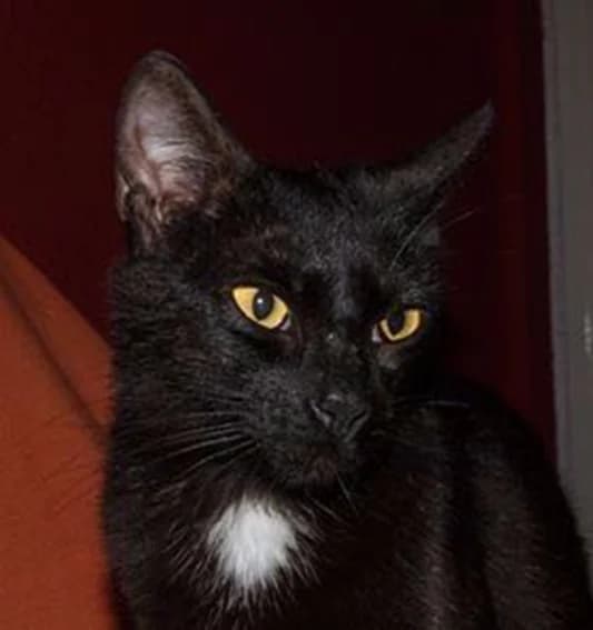JADE, Mixed Breed for adoption at SOS BDN
