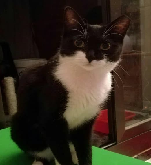 VALKI, 4yo Mixed Breed for adoption at SOS BDN