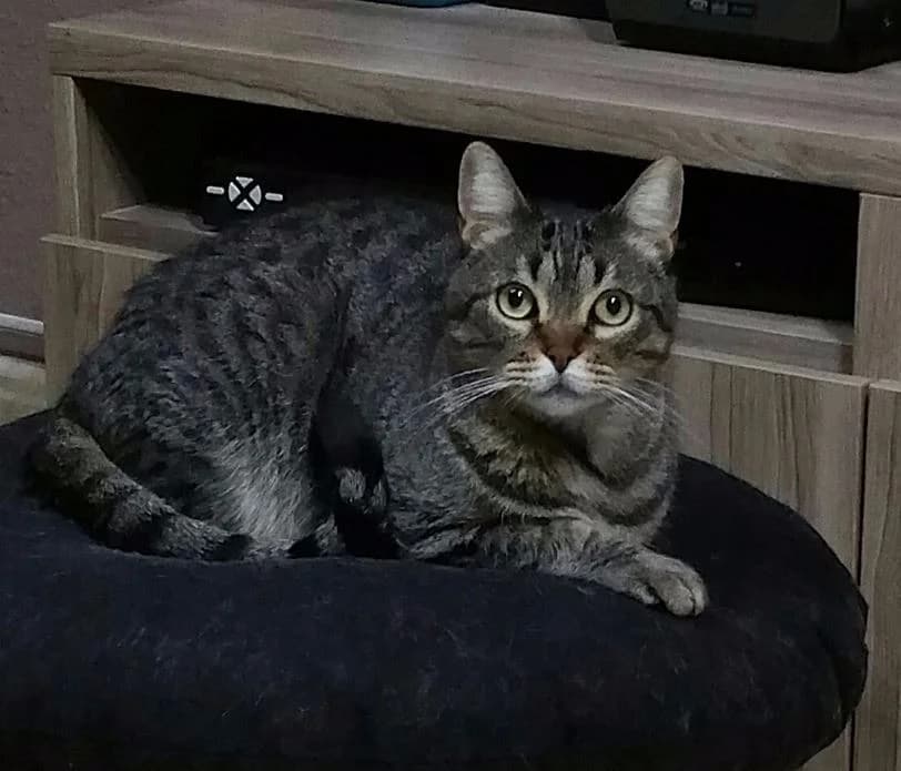 ARES, 3yo Mixed Breed for adoption at SOS BDN