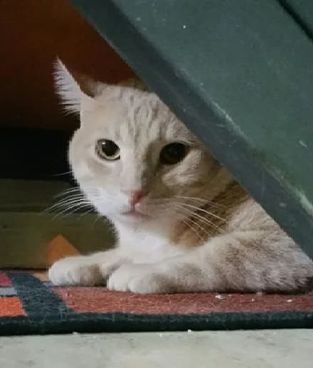 DIEGO, 4yo Mixed Breed for adoption at SOS BDN
