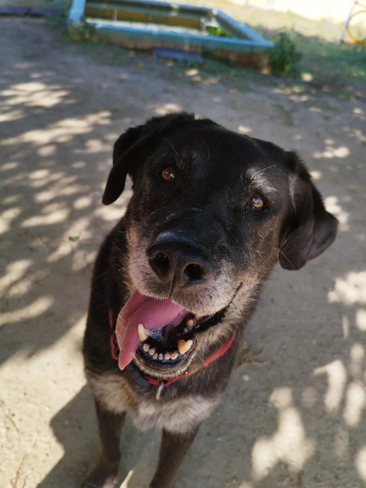 Felipe, senior Labrador Retriever for adoption at SOS Golden