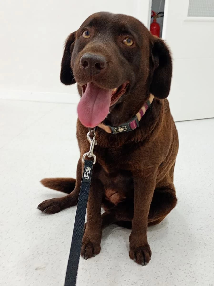 Moka, female 3yo Labrador Retriever for adoption at SOS Golden
