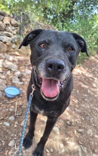 SPOOK (COSTE 0), male Labrador Retriever for adoption at SPAC – Societat Protectora d