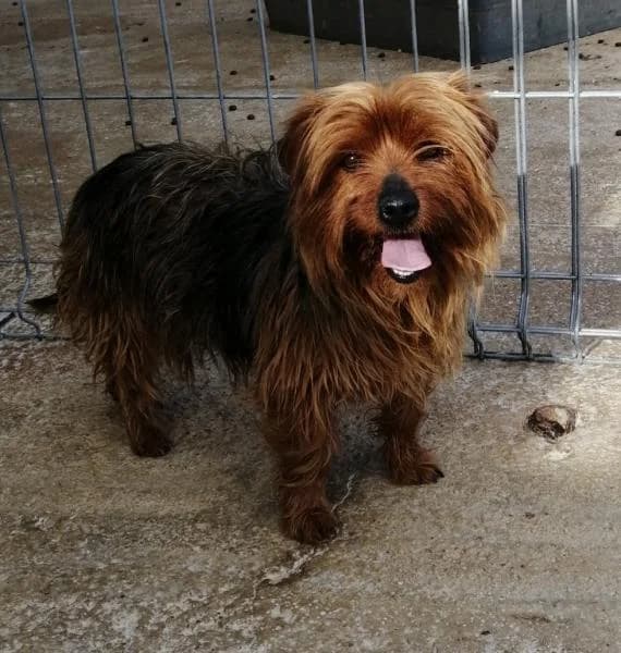 RUBINA*, female Yorkshire Terrier for adoption at SPAC β Societat Protectora d