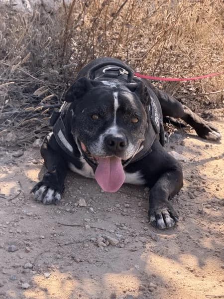 ZEUS (COSTE 0), male Pit Bull Terrier for adoption at SPAC – Societat Protectora d