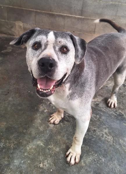BLUC (COSTE 0), male American Staffordshire Terrier for adoption at SPAC – Societat Protectora d