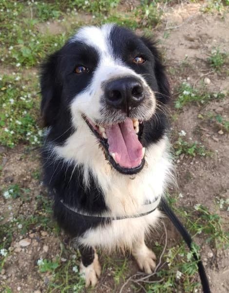 JACOB (COSTE 0), male Border Collie for adoption at SPAC – Societat Protectora d