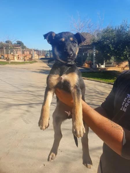 TELMA, female German Shepherd for adoption at SPAC – Societat Protectora d