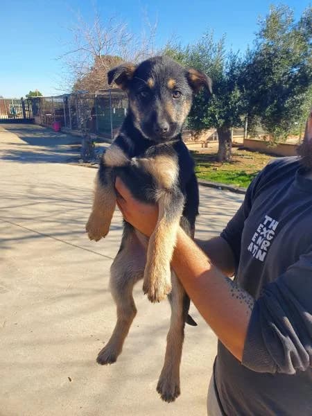 LOUISE, female German Shepherd for adoption at SPAC – Societat Protectora d