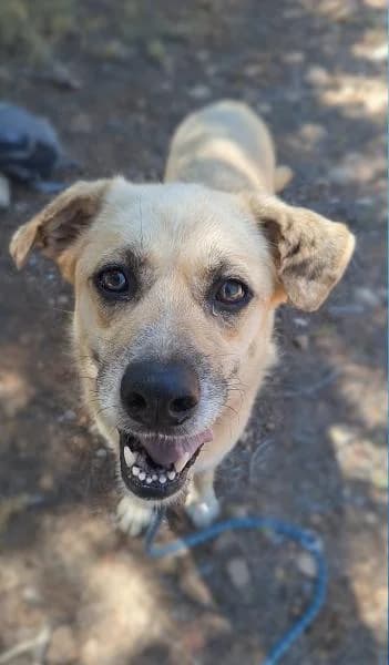 LAIKA, female Mixed Breed for adoption at SPAC – Societat Protectora d