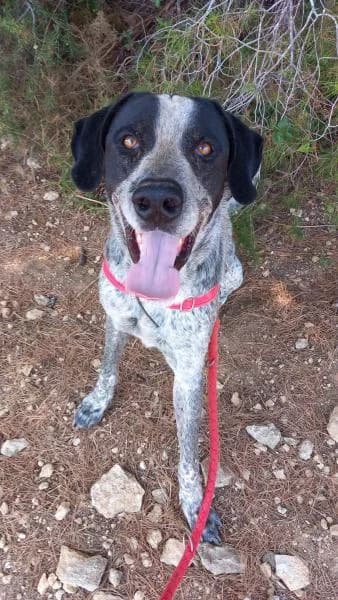 TRASTO (MERLIN), male Mixed Breed for adoption at SPAC – Societat Protectora d