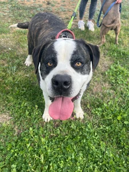 KEYZAR (COSTE 0), male American Staffordshire Terrier for adoption at SPAC – Societat Protectora d