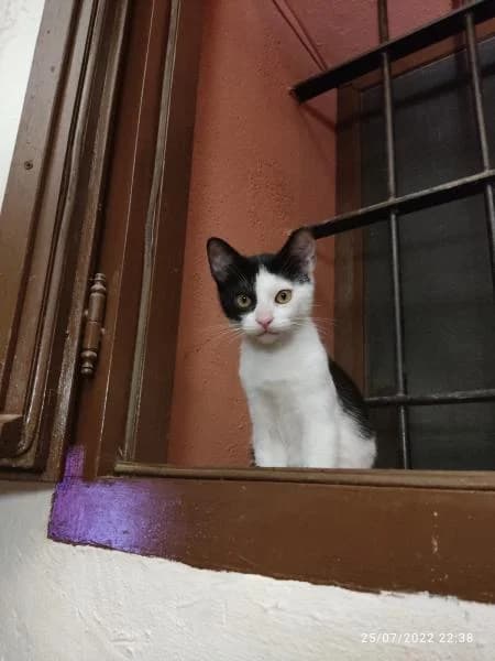 BURPEE, female European Shorthair for adoption at SPAC – Societat Protectora d