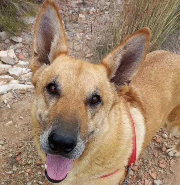 CALIFORNIA, female mixed breed for adoption at SPAC – Societat Protectora d