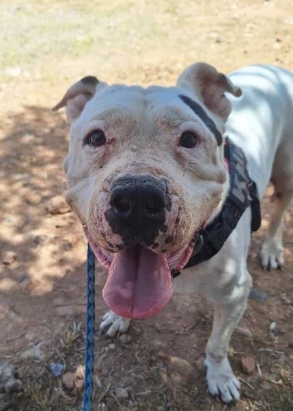 PEQUE (COSTE 0), female Pit Bull Terrier for adoption at SPAC – Societat Protectora d