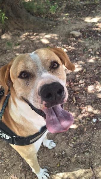 TOM, male Mixed Breed for adoption at SPAC – Societat Protectora d