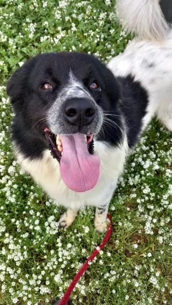 LUXOR (LUPO), male Mixed Breed for adoption at SPAC – Societat Protectora d
