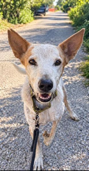 BALTO, male Podenco for adoption at SPAC – Societat Protectora d