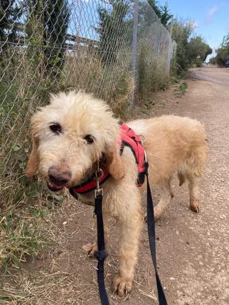 DAMA, female mixed breed for adoption at SPAC – Societat Protectora d