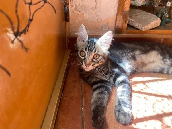 HOLLY, male European Shorthair for adoption at SPAC – Societat Protectora d