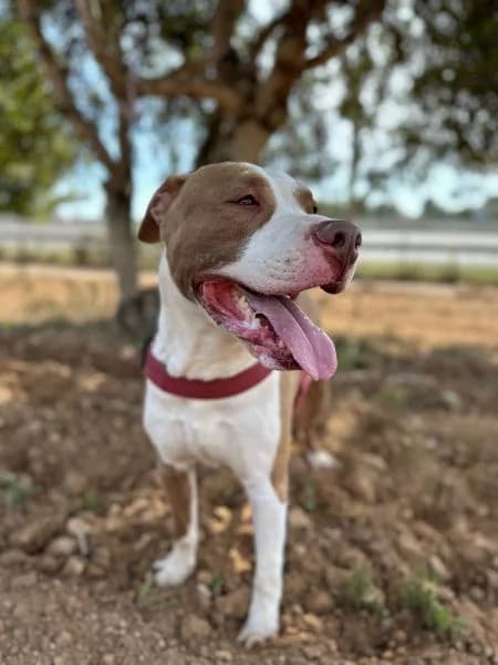 BILLY (COSTE 0), male Pit Bull Terrier for adoption at SPAC – Societat Protectora d