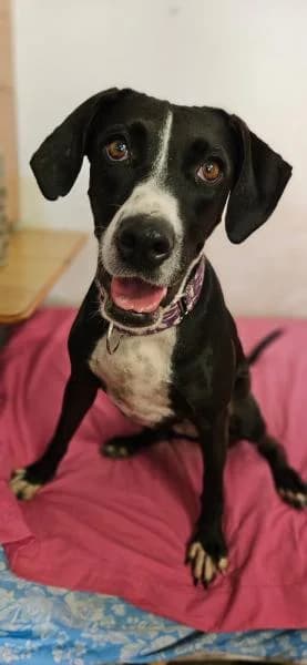 KENIA, female Mixed Breed for adoption at SPAC – Societat Protectora d