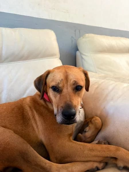 YUKI (JUNIOR), male Mixed Breed for adoption at SPAC – Societat Protectora d