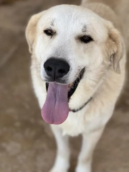 BRUC, male Spanish Mastiff for adoption at SPAC – Societat Protectora d